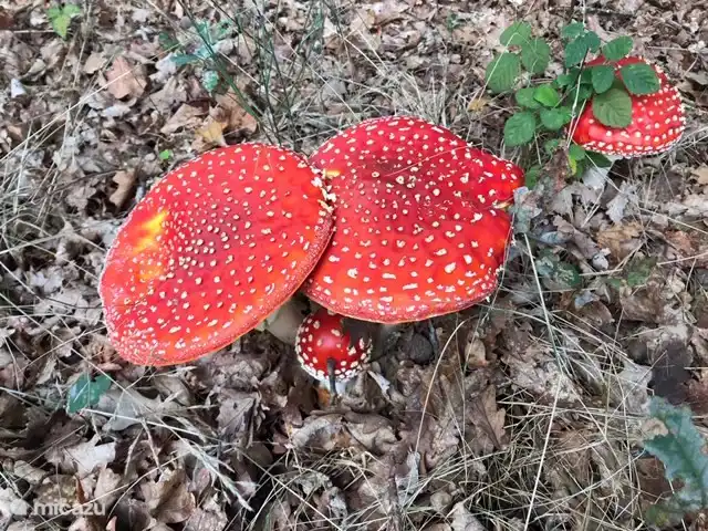 Portugal ist im Herbst so schön. Auch Speisepilze gibt es dort. Die oben genannten sind nur zum Anschauen. 