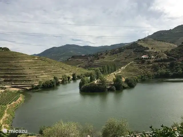 Die Felder mit Portweintrauben in der Region Douro.