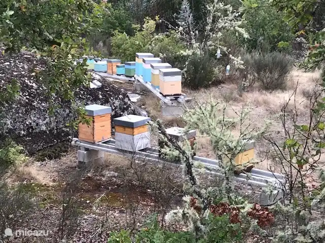 Auch in Portugal wollen sie die Bienen erhalten. 