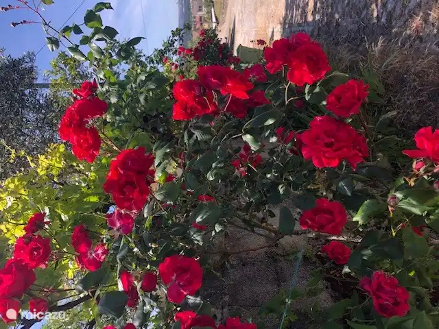 Die schönsten Rosen in voller Blüte. Das war im Mai.