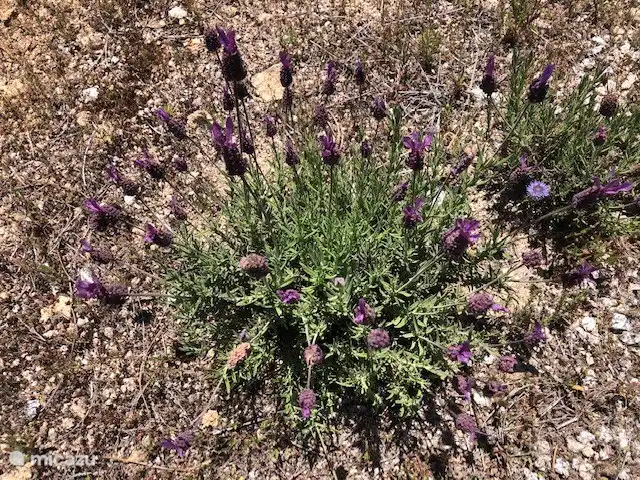Wilder Lavendel, Minze und andere Kräuter wachsen überall. 