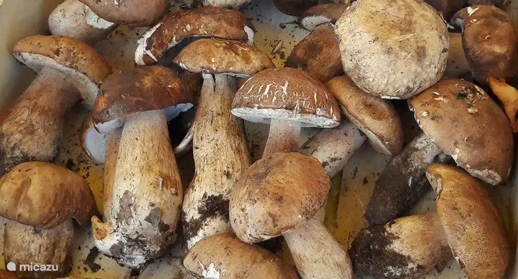 Fungi porcini