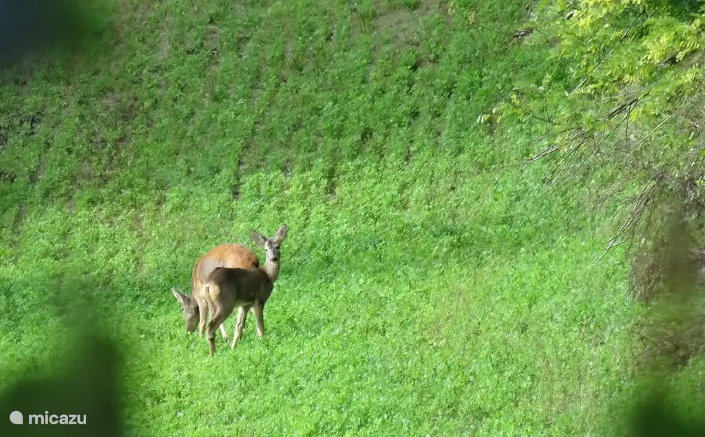 Reeën in het weiland naast Casa Calénc