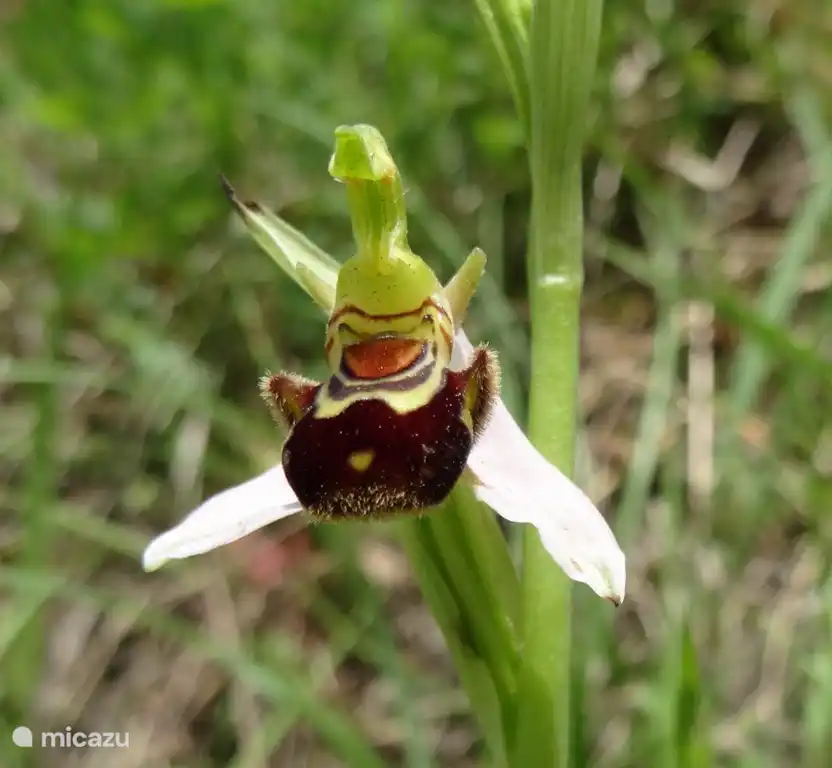 In onze streek komen wel 18 verschillende orchideeën voor. De orchideeën bloeien vooral in april en mei. Han loopt vaak met gasten de wandeling van Careste bekend om de orchideeën die er te bewonderen zijn
