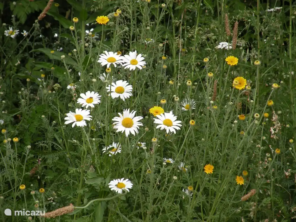 Zomerbloemen. Margrieten en gele kamille