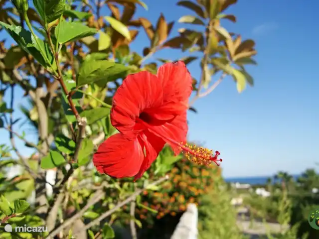Villa Laranjeira en Portugal, Algarve, Albufeira - villa El jardín está en flor en cualquier época del año.