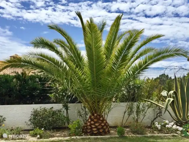 Villa Laranjeira en Portugal, Algarve, Albufeira - villa Las palmeras tropicales en el jardín brindan sombra y romance.