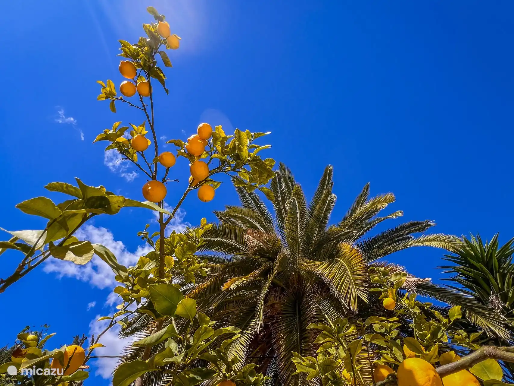 Privater Garten mit Zitronenbaum - Ferienwohnung Gekko in Moraira, Costa Blanca