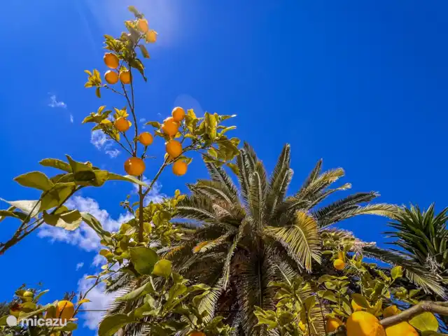 Appartement Gecko | Espagne, Costa Blanca, Moraira - appartement Jardin privé avec citronnier - Appartement de vacances Gekko à Moraira, Costa Blanca