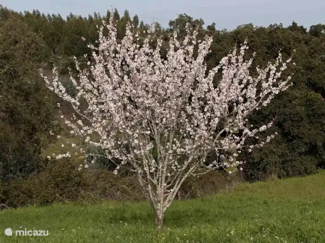 Location de Vacances Portugal, Setúbal, Santiago do Cacém, maison de vacances - Casa Camelia Eco & Nature Amandier en février