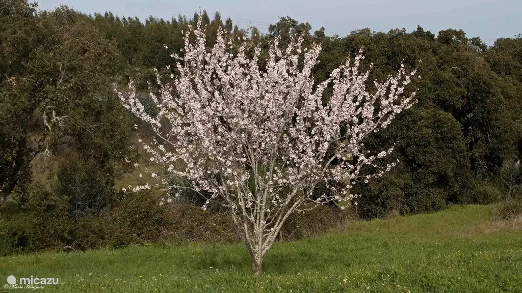 Mandelbaum im Februar