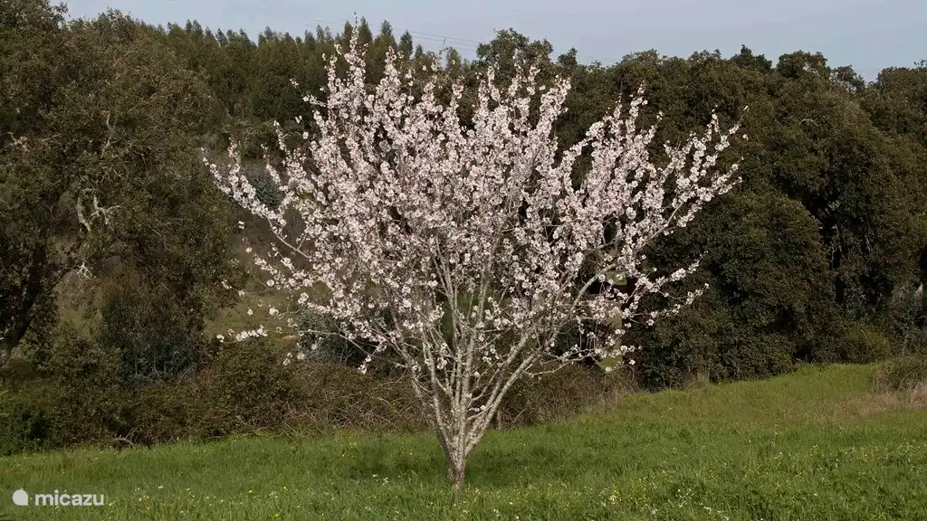 Mandelbaum im Februar
