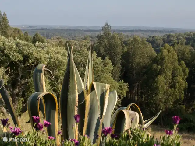 Location de Vacances Portugal, Setúbal, Santiago do Cacém, maison de vacances - Casa Borboleta Eco & Nature Voir Monte Horizonte