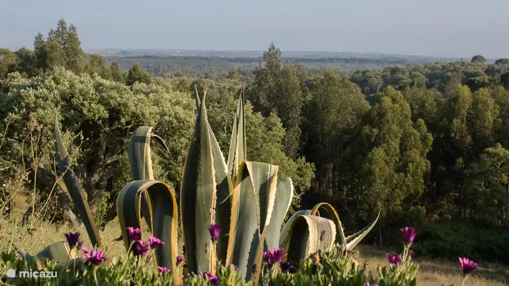 Sehen Sie den Monte Horizonte