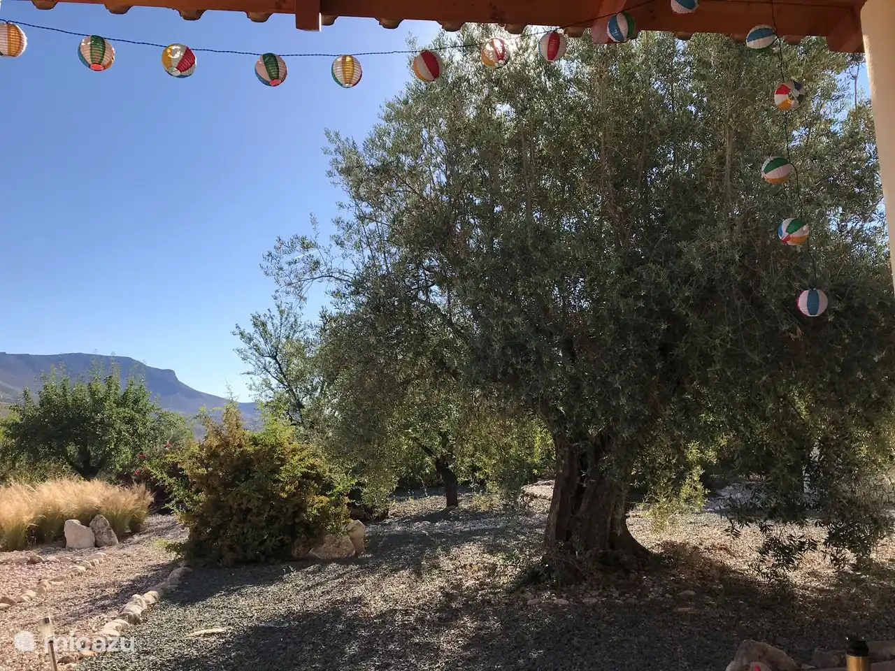 También hay olivos centenarios muy bonitos alrededor de la casa. Esto está en el patio delantero.