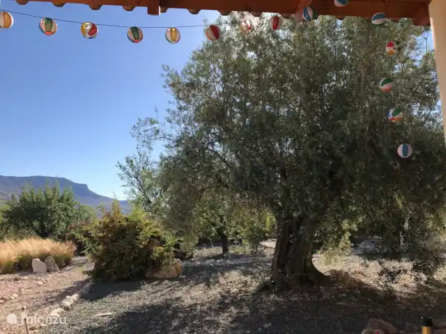 Finca Mi Casita | Espagne, Andalousie, Velez Rubio - finca Il y a aussi de très beaux vieux oliviers autour de la maison. C'est dans la cour avant.