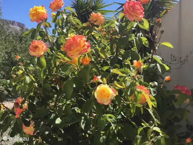 Finca Mi Casita | Espagne, Andalousie, Velez Rubio - finca Le jardin est vraiment magnifique avec tant de fleurs, de plantes et d'arbres.