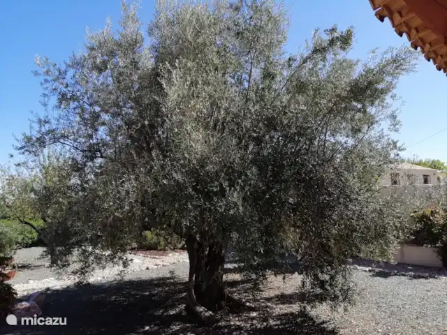 Finca Mi Casita | Espagne, Andalousie, Velez Rubio - finca Les 25 oliviers de notre jardin sont récoltés en décembre et nous donnent 50 à 100 litres d'huile d'olive chaque année.
