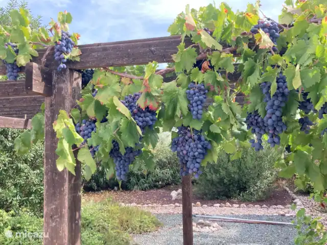 Finca Mi Casita | Espagne, Andalousie, Velez Rubio - finca Tout pousse dans le jardin, des raisins, des amandes et des olives aux figues et aux grenades.