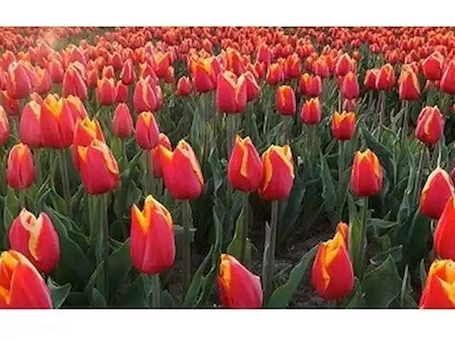 Location de Vacances Pays-Bas, Hollande du Nord, Julianadorp aan Zee, appartement - Vacances à la mer Strandslag appt 145 bulbes de tulipes