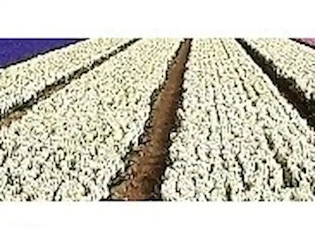 Location de Vacances Pays-Bas, Hollande du Nord, Julianadorp aan Zee, appartement - Vacances à la mer Strandslag appt 145 Champ de bulbes à fleurs.