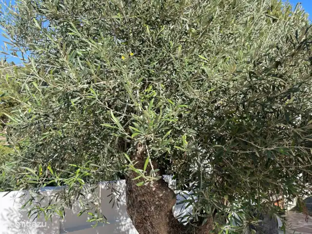Location de Vacances Espagne, Ibiza, Sant Josep de sa Talaia, villa - Casa Makana Olivier