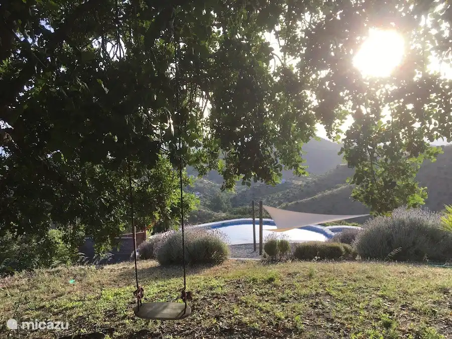 Schaukeln Sie unter dem alten Johannisbrotbaumbaum