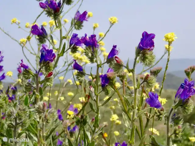Finca Las Nuevas, Casa Maria | Espagne, Andalousie, Álora - appartement Fleurs de printemps