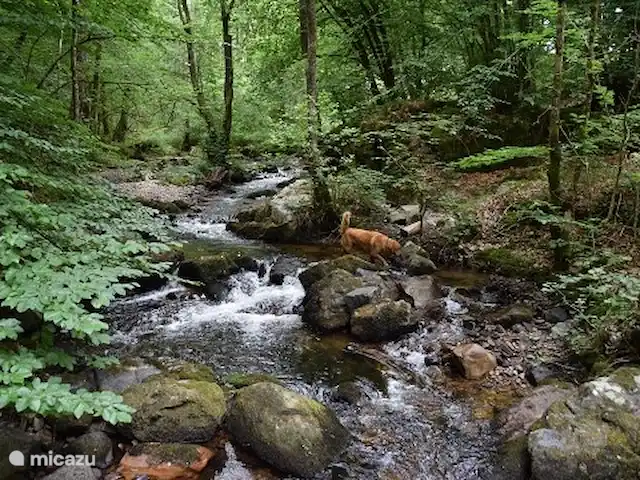 flor de pommiers en Francia, Nièvre, Fâchin - casa vacacional Zona de senderismo
