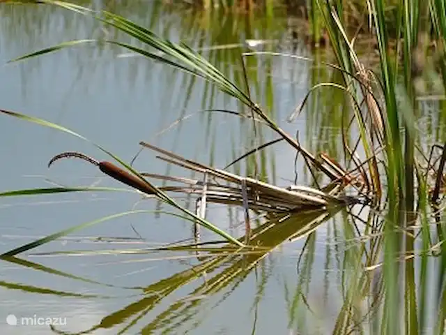 flor de pommiers en Francia, Nièvre, Fâchin - casa vacacional cañas de banco