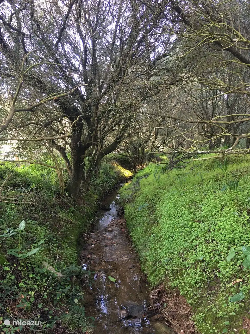 Bosque do Livramento.