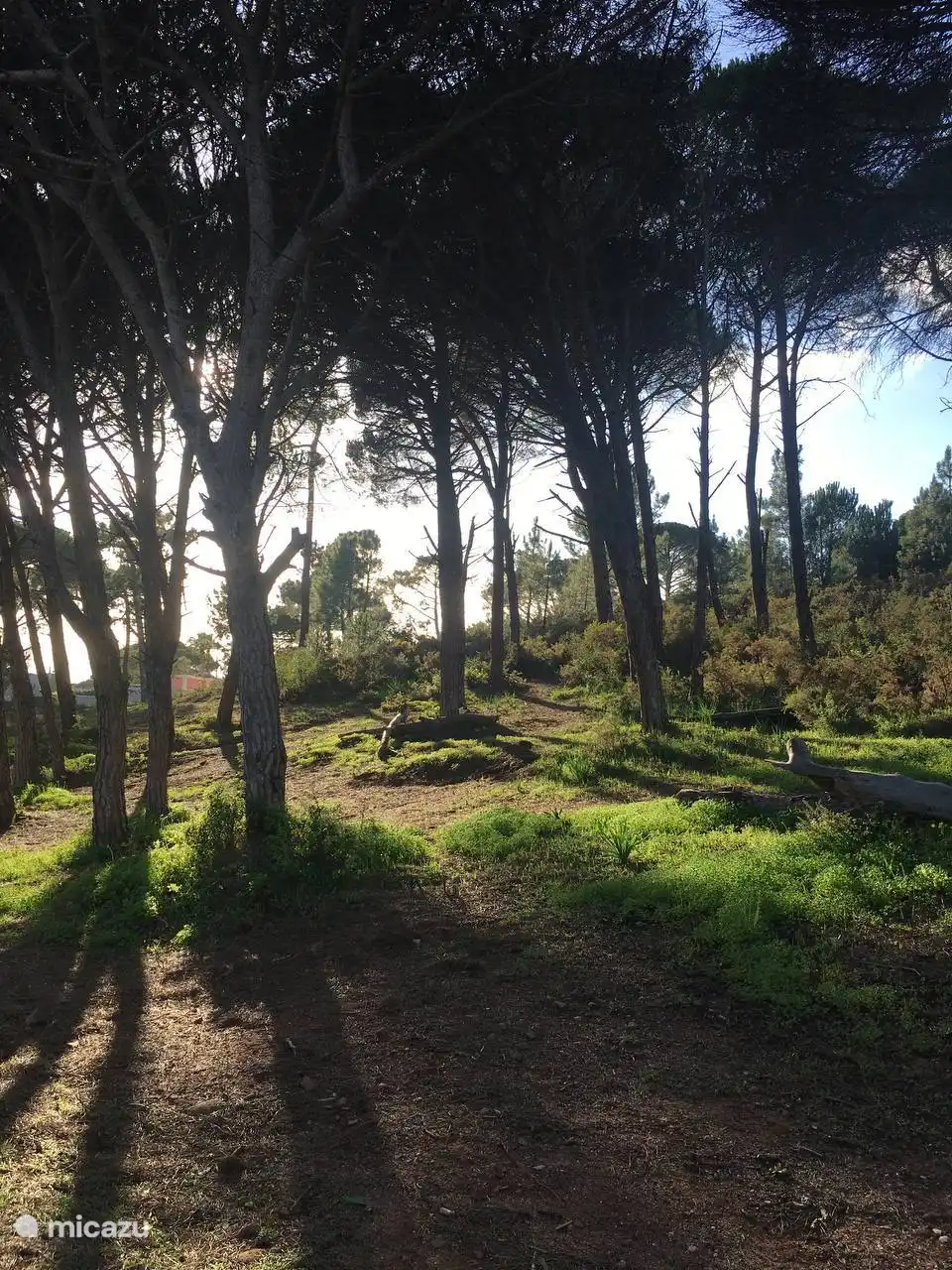 Bosque do Livramento