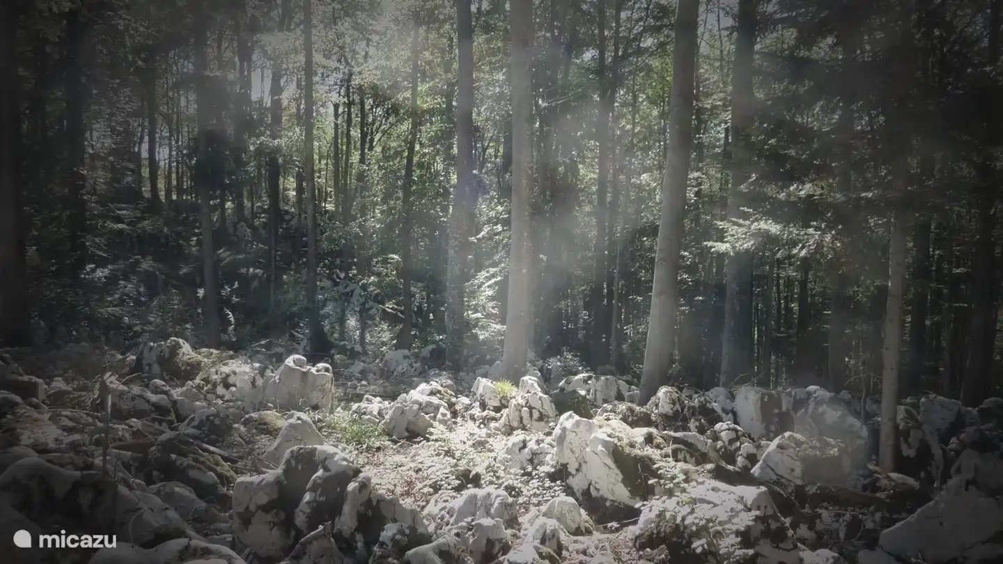La roche karstique blanche unique dans les forêts.