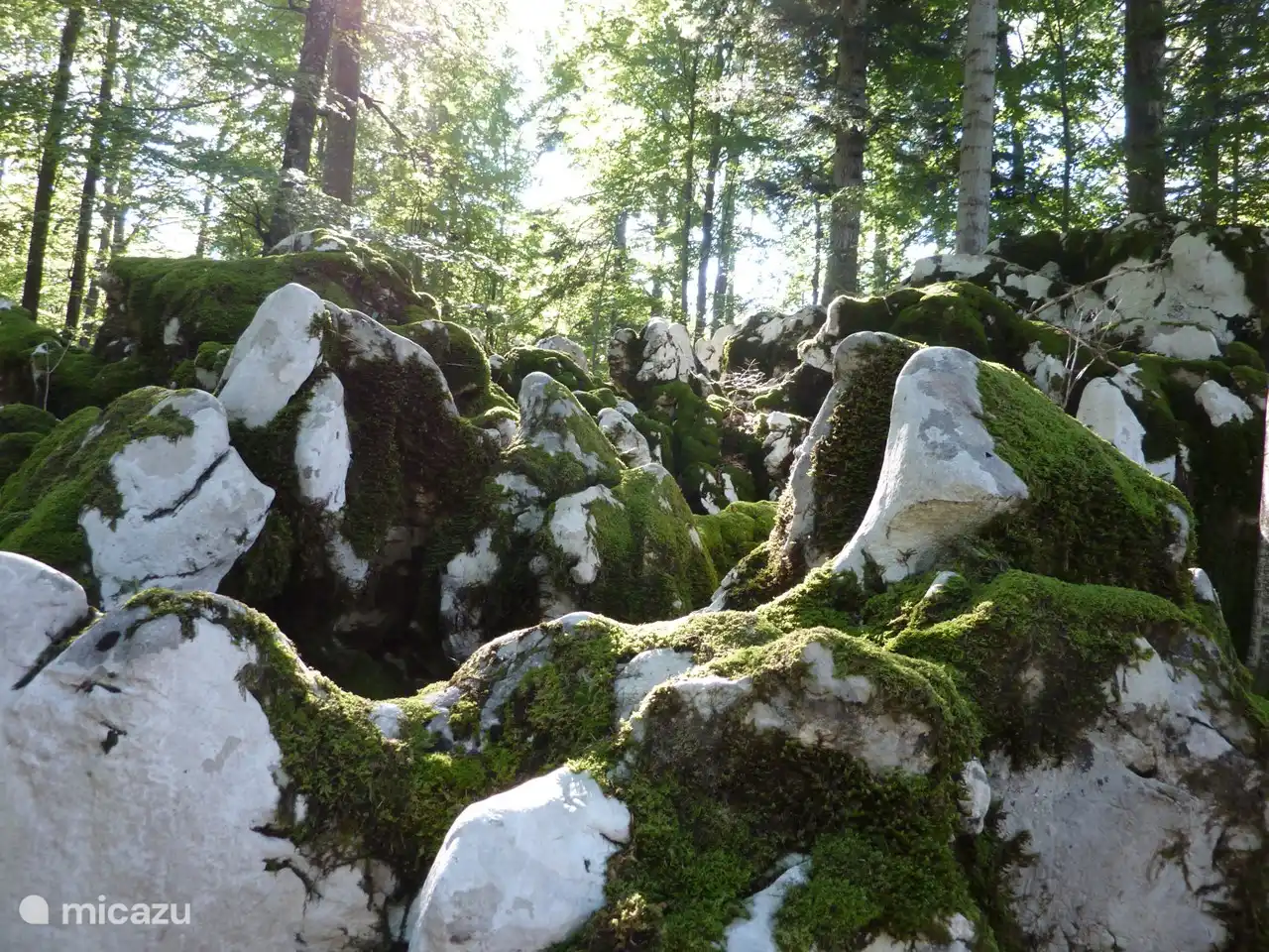 La roche karstique blanche unique dans les forêts.