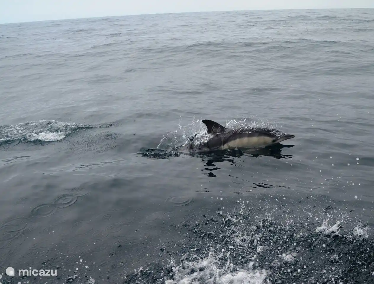 Ga dolfijnen spotten vanuit Nazaré of boek een 4 x 4 tour.