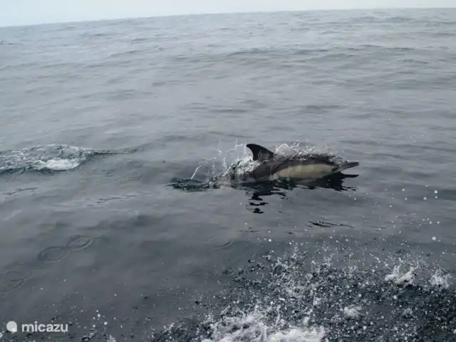 Cazen Salir do Porto | Portugal, Costa de Prata, Salir Do Porto - maison de vacances Allez observer les dauphins depuis Nazaré ou réservez une excursion en 4 x 4.
