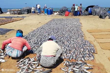 Lagon de Nigambo et marché aux poissons