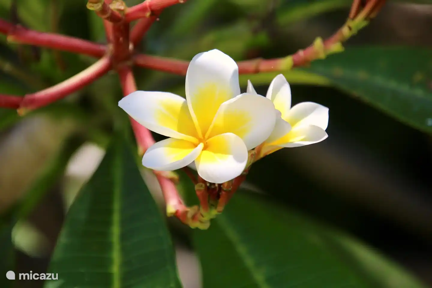 Se alquila villa en Bali directamente en la playa con piscina privada