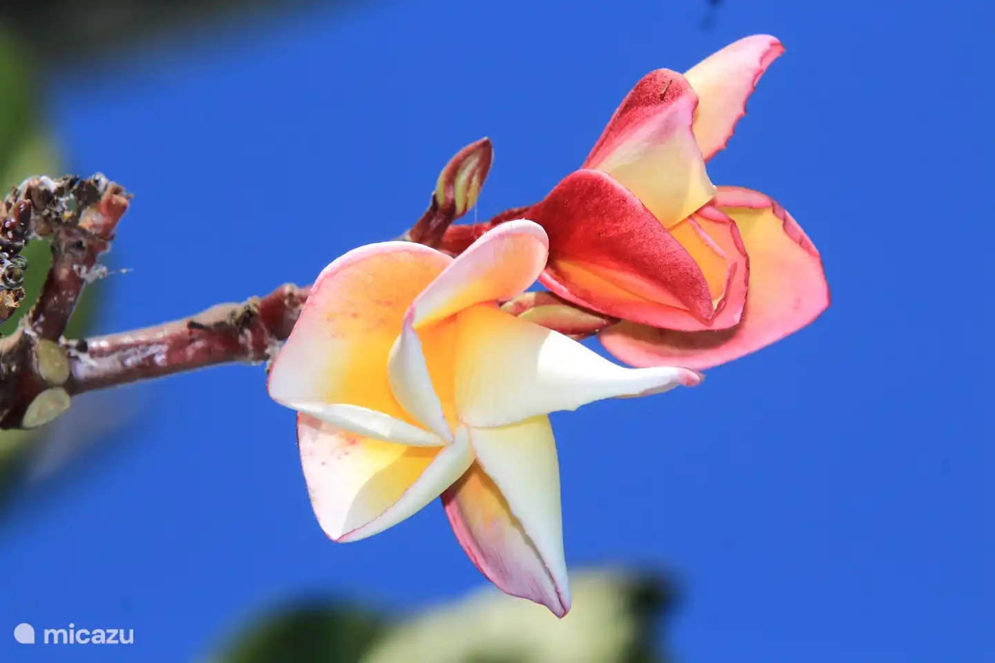 Se alquila villa en Bali directamente en la playa con piscina privada