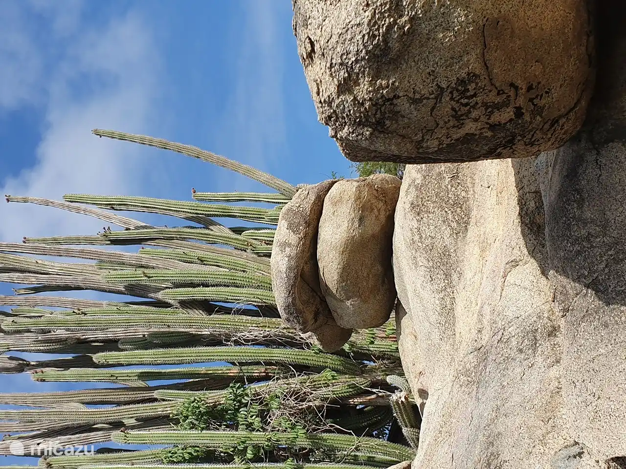La nature d'Aruba, surtout beaucoup de pierres et de cactus