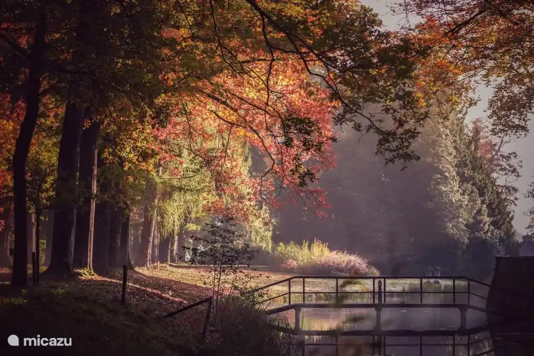 Le Speulder en Sprielderbos est l'une des plus anciennes forêts des Pays-Bas.