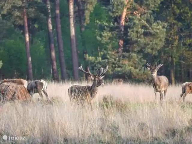 chalet huren in Nederland, Gelderland, Putten –  De Blauwe Reiger Het Speulder en Sprielderbos 3300 hectare  waar je nog Herten wilde Zwijnen en ander wild kunt tegenkomen.