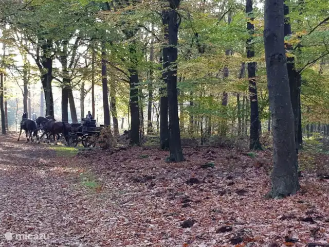 chalet huren in Nederland, Gelderland, Putten –  De Blauwe Reiger Het Speulderbos