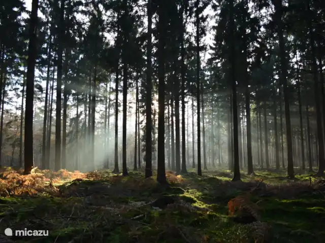 chalet huren in Nederland, Gelderland, Putten –  De Blauwe Reiger Het Speulderbos