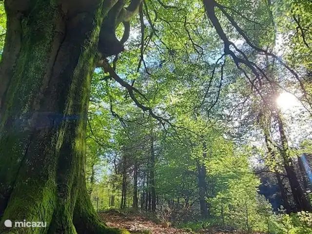 chalet huren in Nederland, Gelderland, Putten –  De Blauwe Reiger Speulderbos