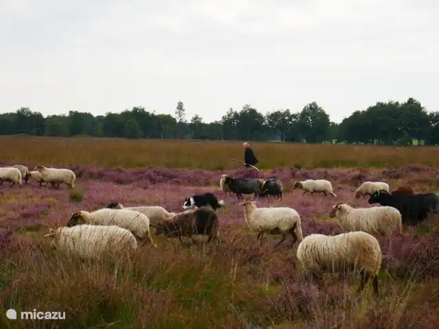 Salland Huys en Países Bajos, Overijssel, Heeten - casa vacacional Pastor