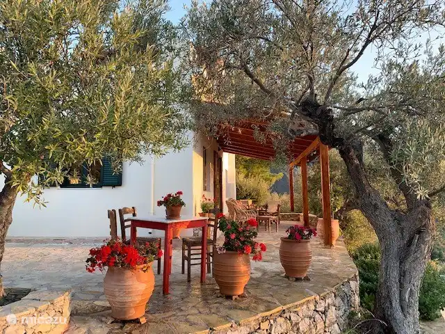 Under the olive tree.