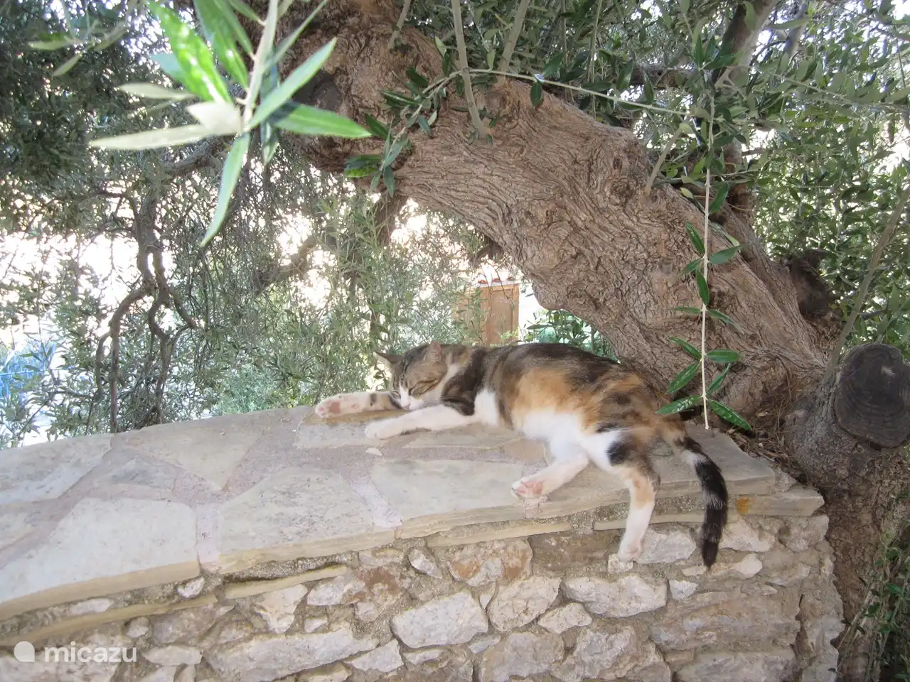 House cat Kareltje! ( but it's a girl :-) ).