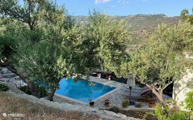 The swimming pool surrounded by olive trees.