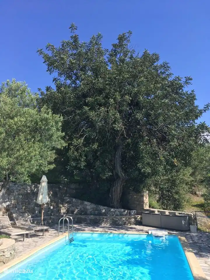 The old karupi tree.